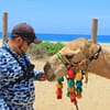 Tour en camellos en Los Cabos Tour en camellos en Los Cabos