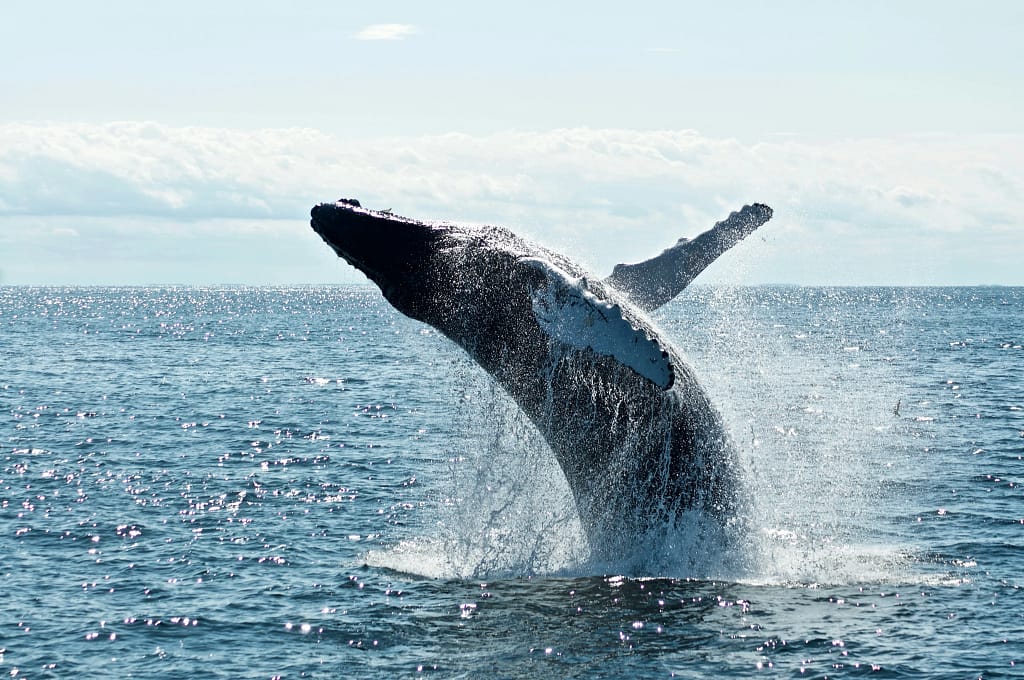 avistamiento de ballenas Temporada de ballenas en Los Cabos