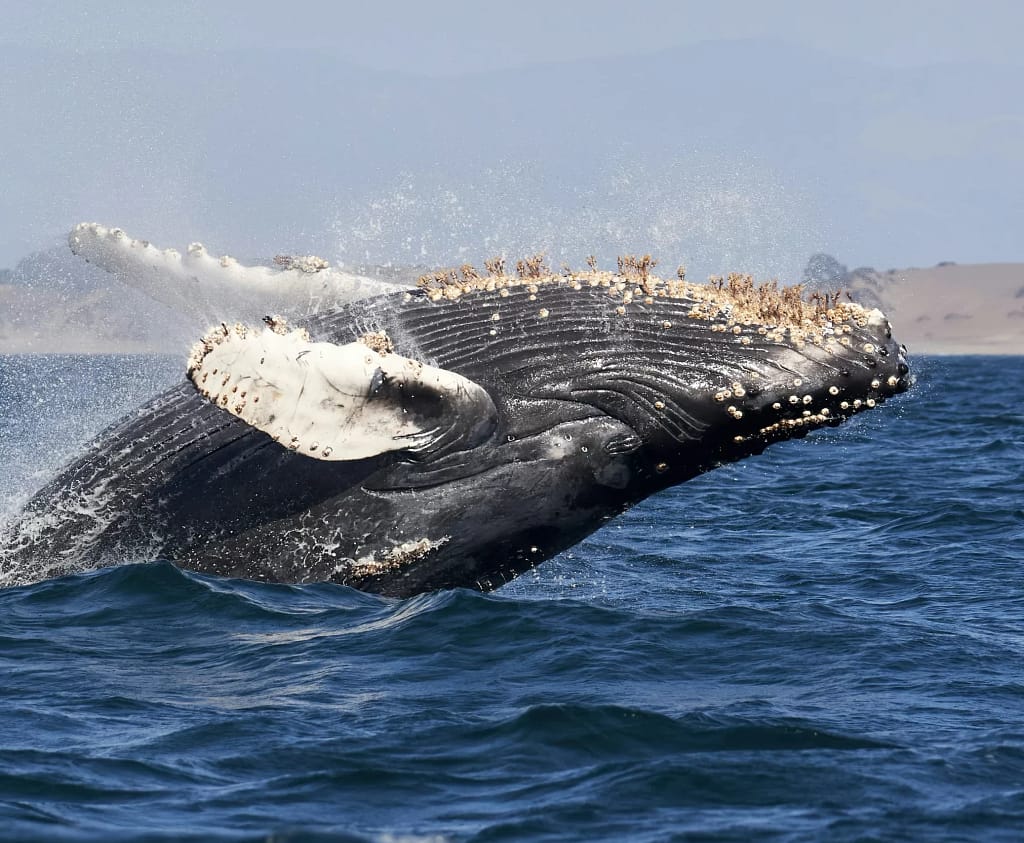 Tours para ver Ballenas en Los Cabos.