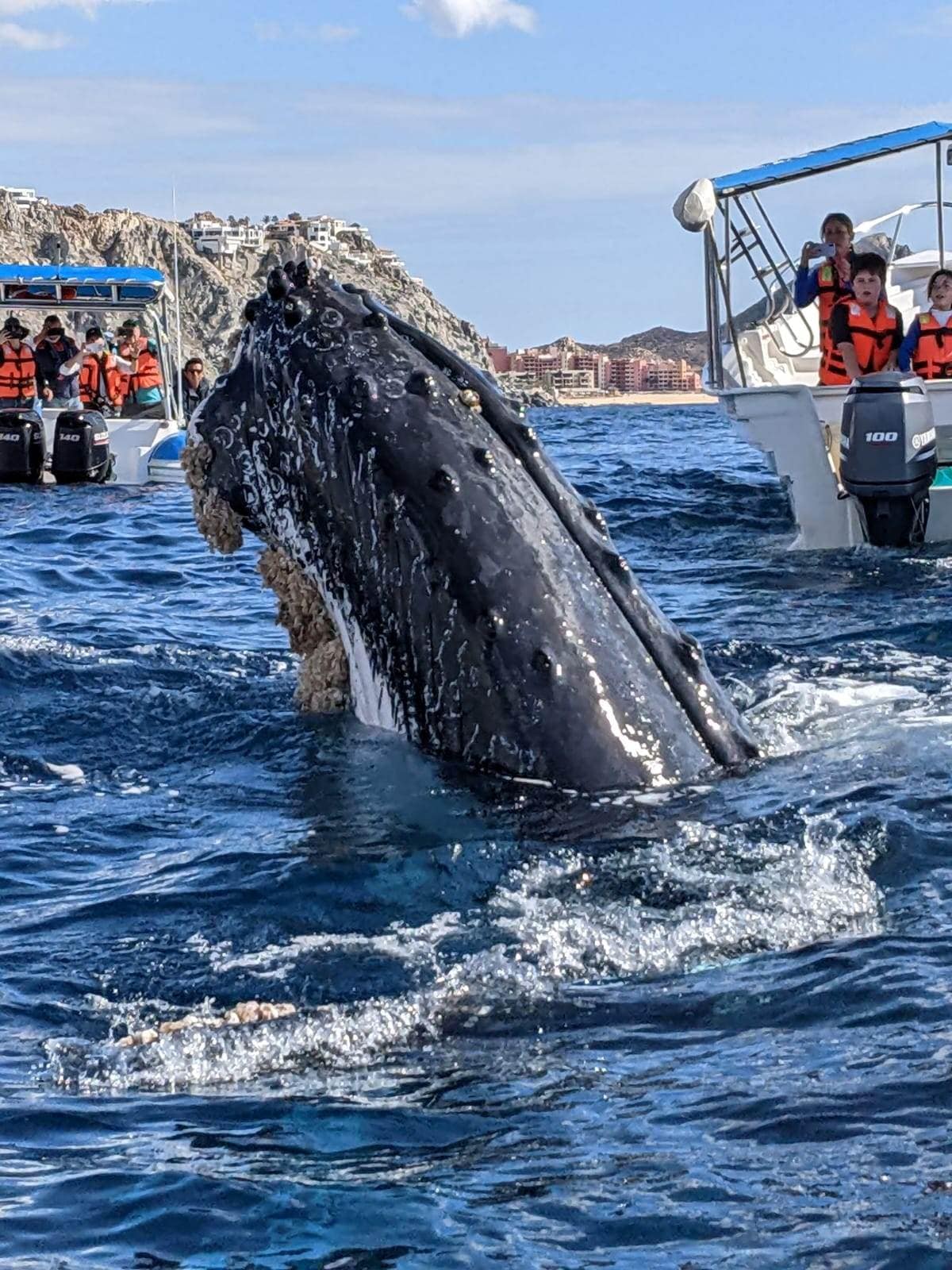 Tours en Los Cabos de Avistamiento de ballenas.