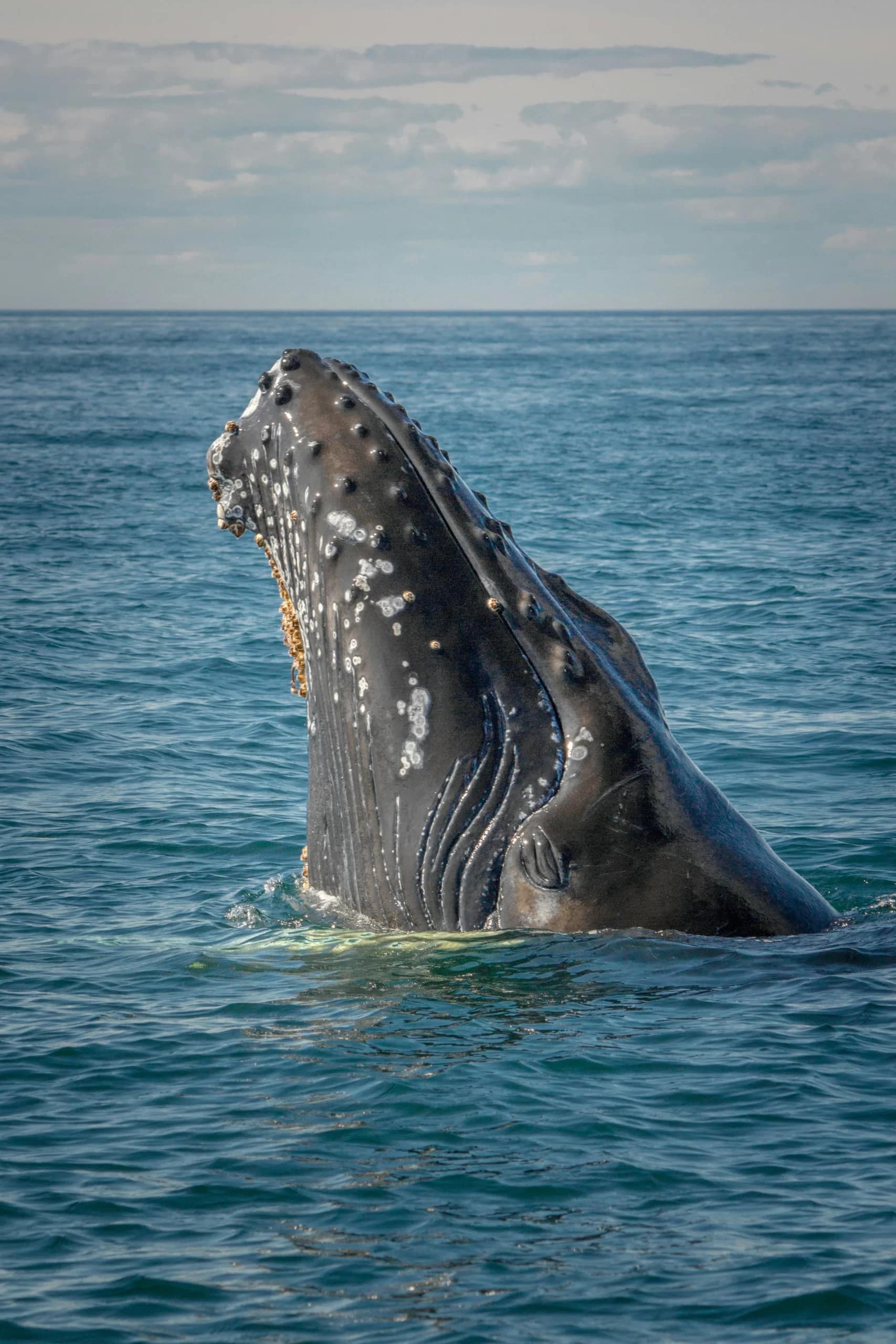 ballena los cabos Tour Isla Espirítu Santo