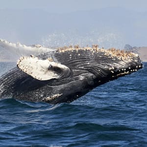 Avistamiento de Ballena en Los Cabos Tours para ver Ballenas en Los Cabos.