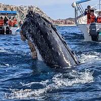 Tours en Los Cabos de Avistamiento de ballenas.