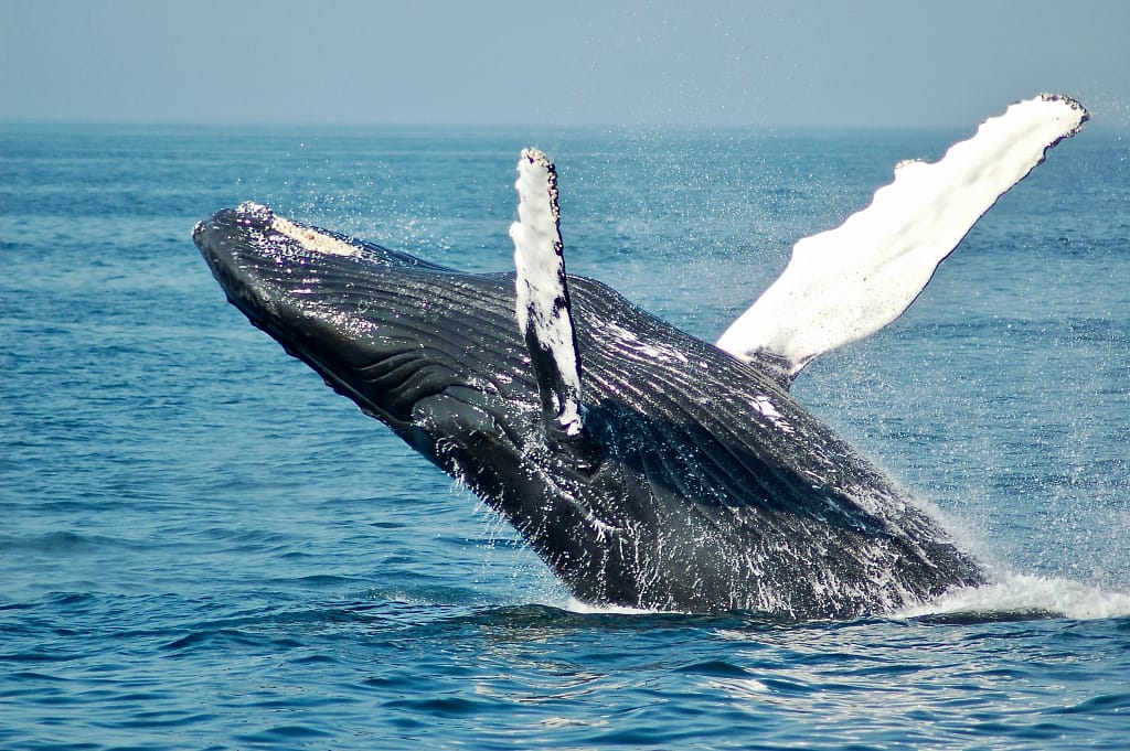 Salto de ballenas en los cabos