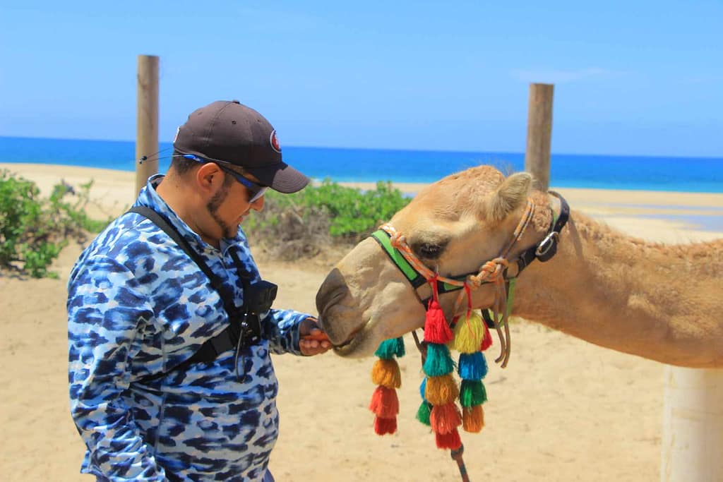 Tour en camellos en Los Cabos
