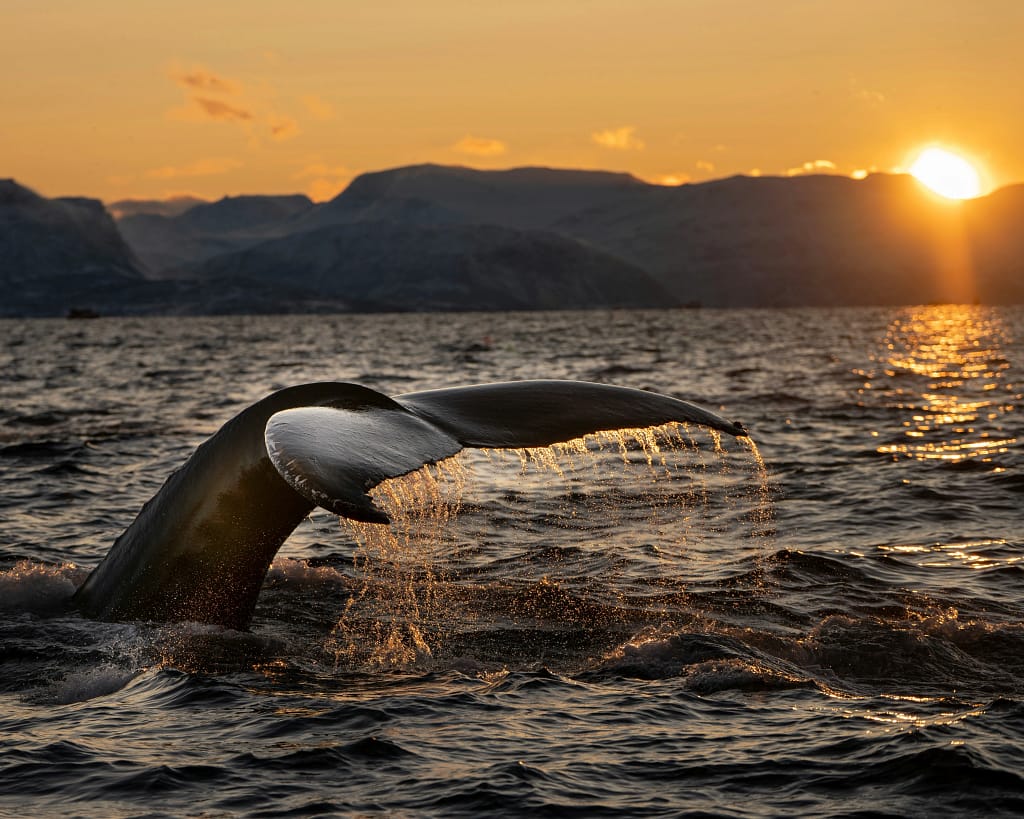 Temporada de ballenas en Los Cabos