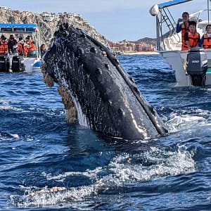 Tours en Los Cabos de Avistamiento de ballenas.
