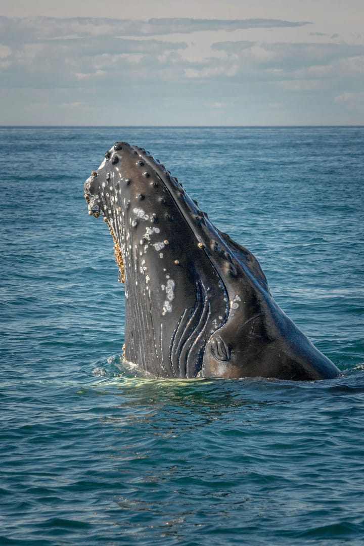Tours para ver Ballenas en Los Cabos.