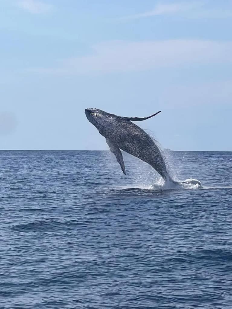 Avistamiento de ballenas en Los Cabos