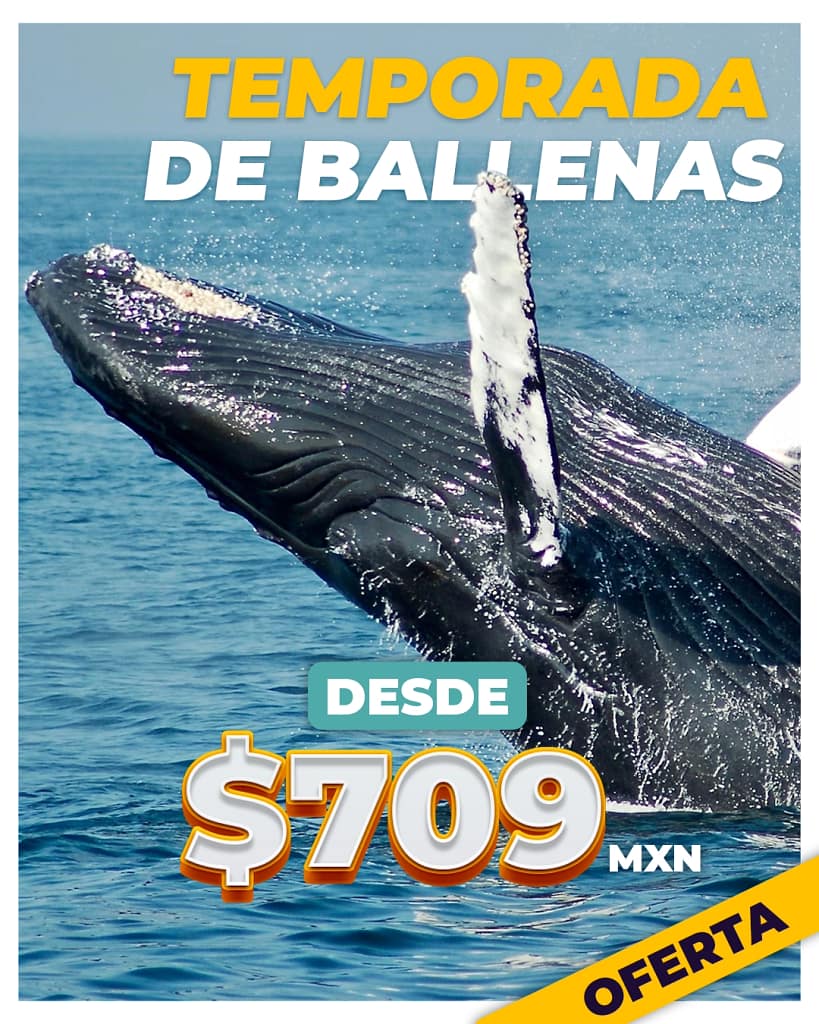 Los mejores tours en Los Cabos Ballenas
