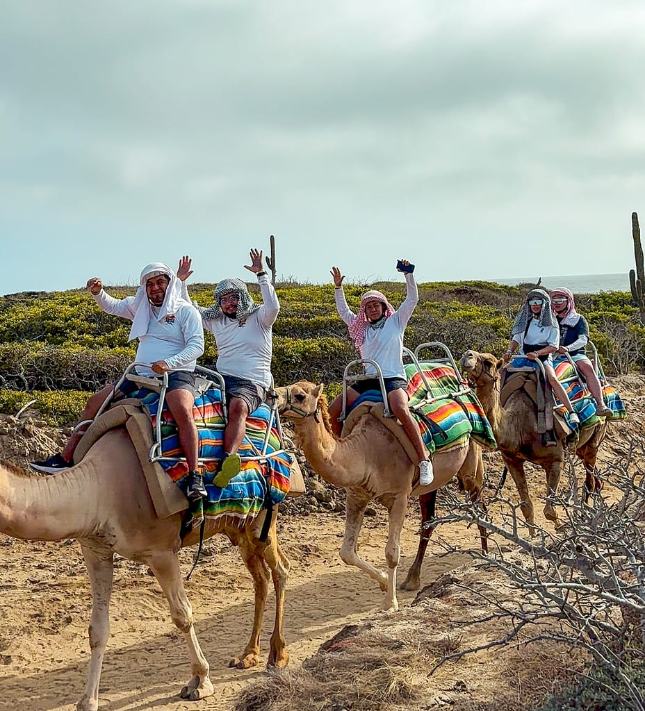 camellos en Los Cabos tour imperdibles